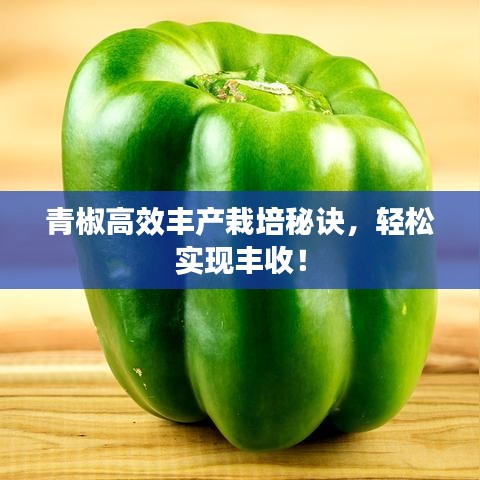 青椒高效豐產栽培秘訣,輕松實現豐收!