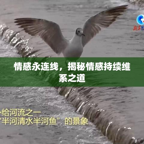 情感永連線，揭秘情感持續維系之道