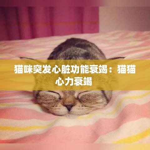 貓咪突發(fā)心臟功能衰竭:貓貓心力衰竭
