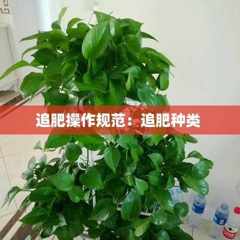 追肥操作規范:追肥種類