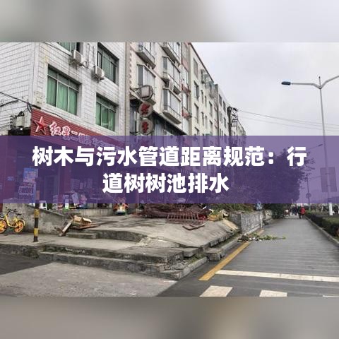 樹木與污水管道距離規范:行道樹樹池排水