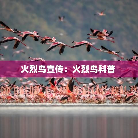 火烈鳥(niǎo)宣傳:火烈鳥(niǎo)科普