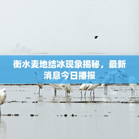 衡水麥地結(jié)冰現(xiàn)象揭秘,最新消息今日播報