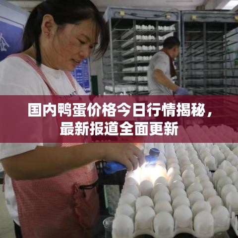 國內(nèi)鴨蛋價格今日行情揭秘,最新報道全面更新