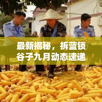 最新揭秘，拆藍鎖谷子九月動態速遞