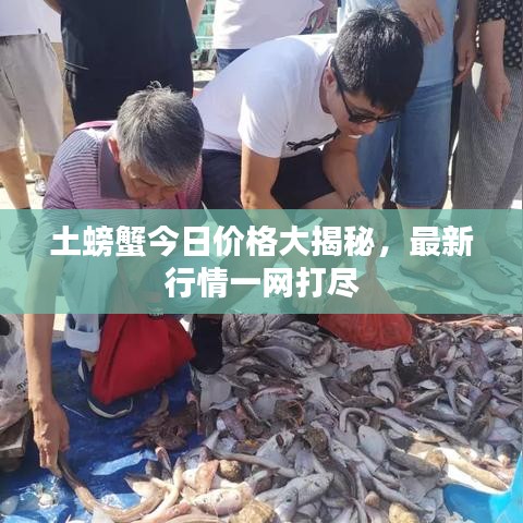 土螃蟹今日價格大揭秘,最新行情一網打盡