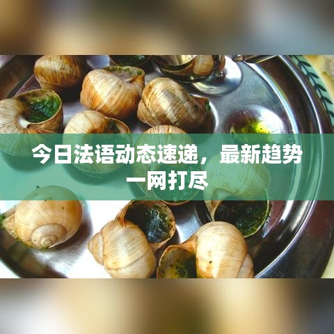 今日法語動態速遞,最新趨勢一網打盡