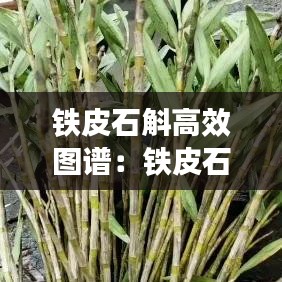 鐵皮石斛高效圖譜:鐵皮石斛介紹 功效