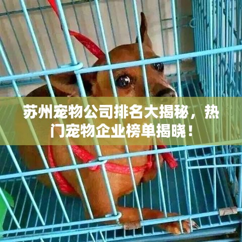 蘇州寵物公司排名大揭秘,熱門寵物企業榜單揭曉!