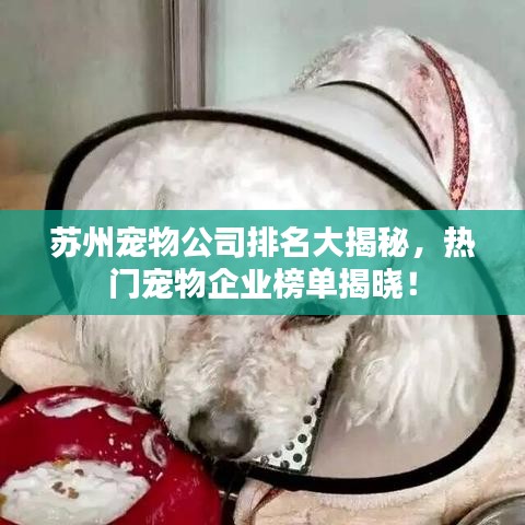蘇州寵物公司排名大揭秘,熱門寵物企業榜單揭曉!