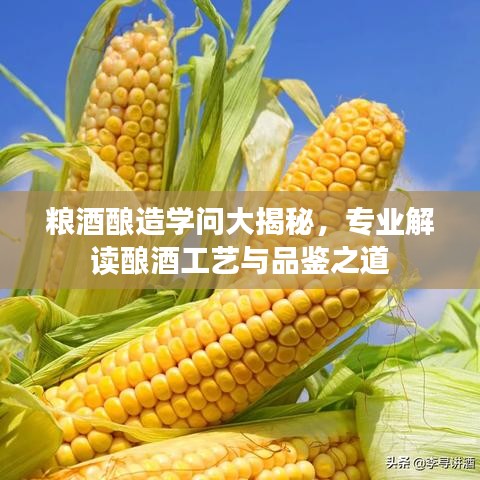 糧酒釀造學問大揭秘，專業解讀釀酒工藝與品鑒之道
