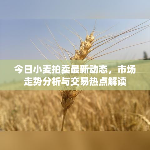 今日小麥拍賣最新動態,市場走勢分析與交易熱點解讀
