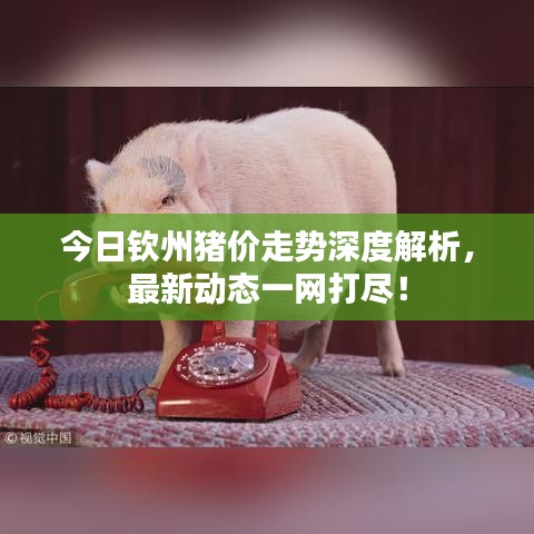 今日欽州豬價走勢深度解析,最新動態(tài)一網(wǎng)打盡!