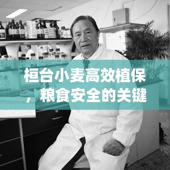 桓臺小麥高效植保,糧食安全的關鍵保障措施