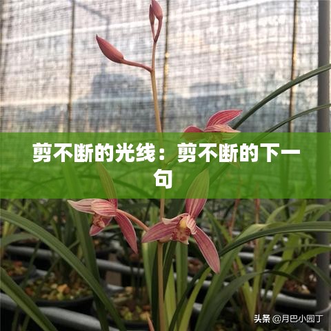 剪不斷的光線:剪不斷的下一句