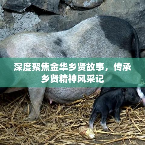深度聚焦金華鄉賢故事,傳承鄉賢精神風采記