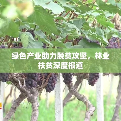 綠色產(chǎn)業(yè)助力脫貧攻堅(jiān),林業(yè)扶貧深度報(bào)道