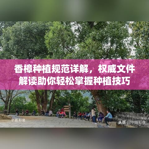 香樟種植規范詳解,權威文件解讀助你輕松掌握種植技巧