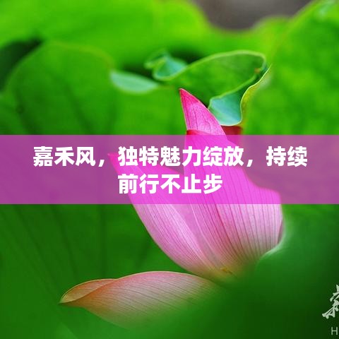 嘉禾風,獨特魅力綻放,持續(xù)前行不止步