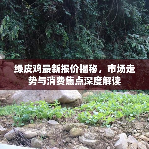綠皮雞最新報價揭秘,市場走勢與消費焦點深度解讀
