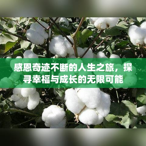 感恩奇跡不斷的人生之旅,探尋幸福與成長的無限可能