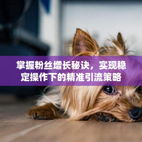掌握粉絲增長秘訣,實現(xiàn)穩(wěn)定操作下的精準引流策略