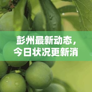 彭州最新動態(tài),今日狀況更新消息速遞