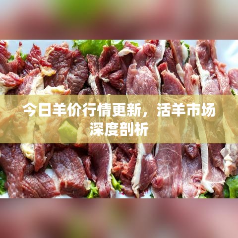 今日羊價行情更新,活羊市場深度剖析