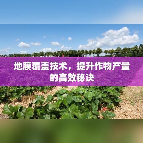 地膜覆蓋技術(shù),提升作物產(chǎn)量的高效秘訣