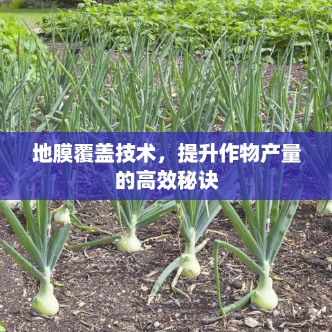 地膜覆蓋技術(shù),提升作物產(chǎn)量的高效秘訣