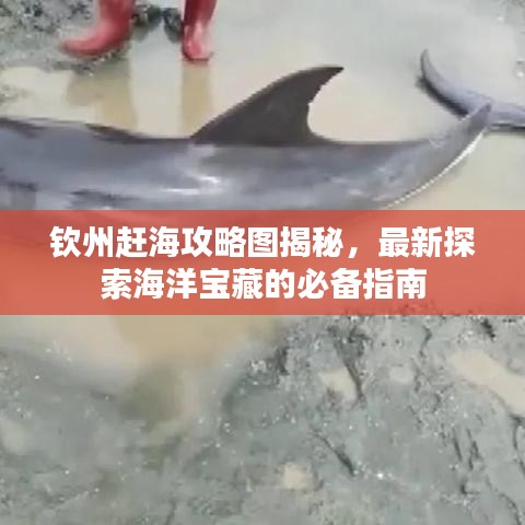 欽州趕海攻略圖揭秘,最新探索海洋寶藏的必備指南