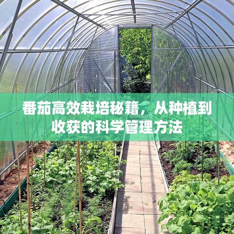 番茄高效栽培秘籍,從種植到收獲的科學管理方法
