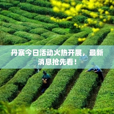 丹寨今日活動火熱開展,最新消息搶先看!
