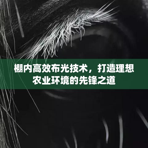 棚內(nèi)高效布光技術(shù),打造理想農(nóng)業(yè)環(huán)境的先鋒之道