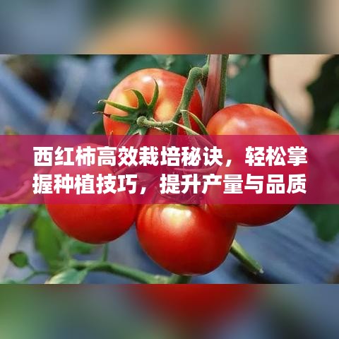 西紅柿高效栽培秘訣，輕松掌握種植技巧，提升產(chǎn)量與品質(zhì)！