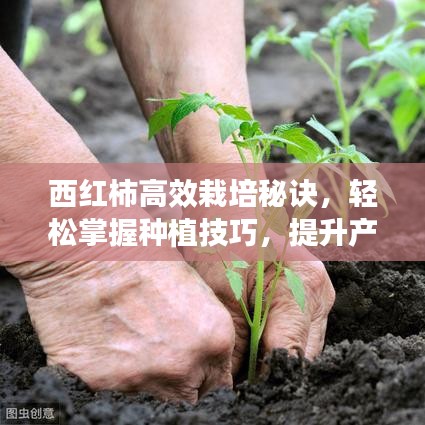西紅柿高效栽培秘訣,輕松掌握種植技巧,提升產(chǎn)量與品質(zhì)!