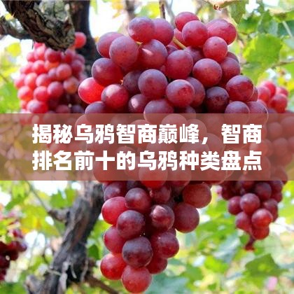 揭秘烏鴉智商巔峰,智商排名前十的烏鴉種類(lèi)盤(pán)點(diǎn)!