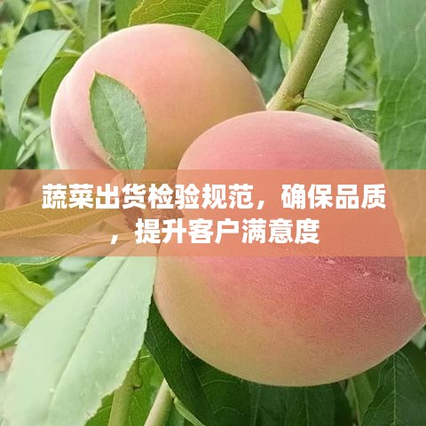 蔬菜出貨檢驗(yàn)規(guī)范,確保品質(zhì),提升客戶滿意度