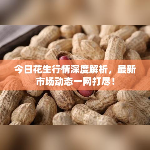 今日花生行情深度解析,最新市場(chǎng)動(dòng)態(tài)一網(wǎng)打盡!