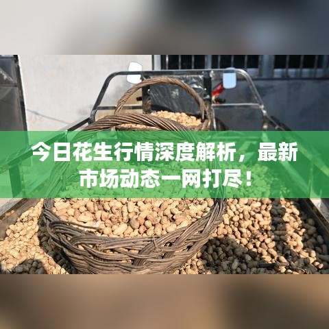 今日花生行情深度解析,最新市場動態一網打盡!