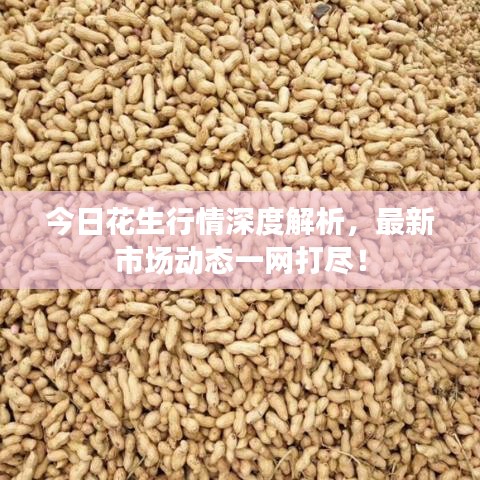 今日花生行情深度解析,最新市場動態一網打盡!