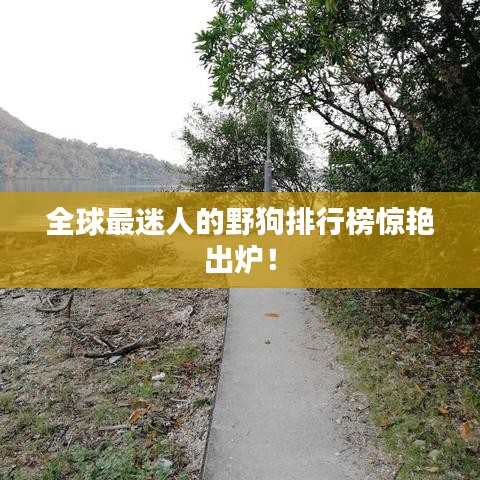 全球最迷人的野狗排行榜驚艷出爐!