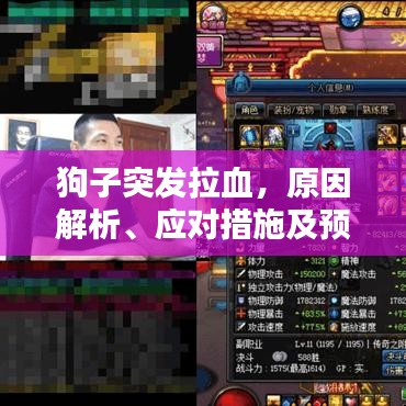 狗子突發(fā)拉血,原因解析、應(yīng)對(duì)措施及預(yù)防方法全攻略