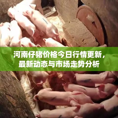 河南仔豬價格今日行情更新,最新動態(tài)與市場走勢分析