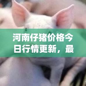 河南仔豬價格今日行情更新,最新動態(tài)與市場走勢分析