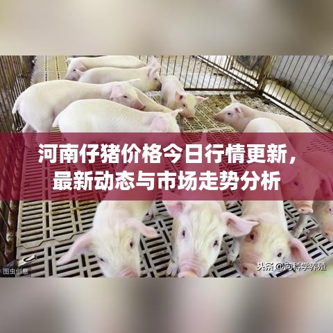 河南仔豬價格今日行情更新,最新動態(tài)與市場走勢分析