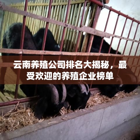 云南養(yǎng)殖公司排名大揭秘,最受歡迎的養(yǎng)殖企業(yè)榜單