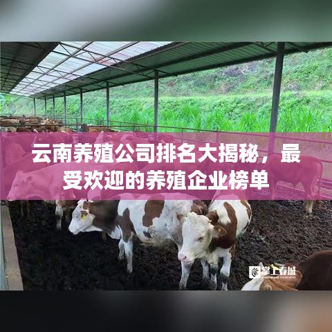 云南養殖公司排名大揭秘,最受歡迎的養殖企業榜單