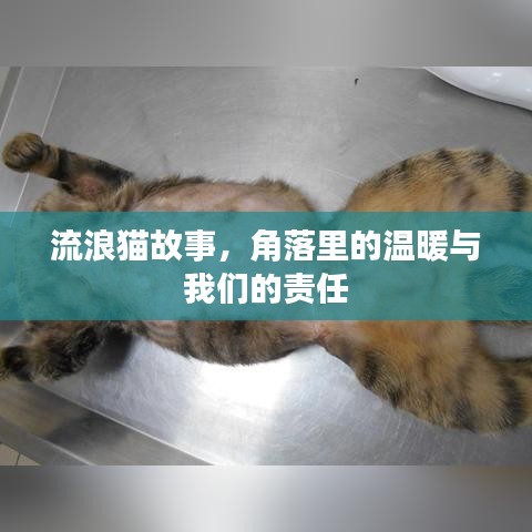 流浪貓故事,角落里的溫暖與我們的責任