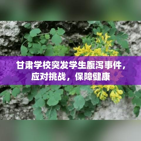 甘肅學(xué)校突發(fā)學(xué)生腹瀉事件,應(yīng)對挑戰(zhàn),保障健康